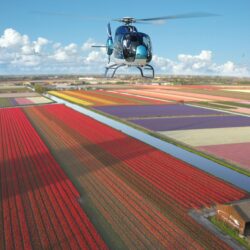 Helicopter over flower fields