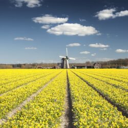 Flower Fields